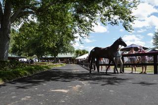 Outdoor parade ring at Karaka.